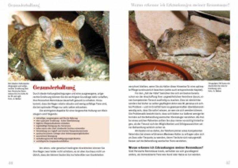 Preview: Die Persische Rennmaus